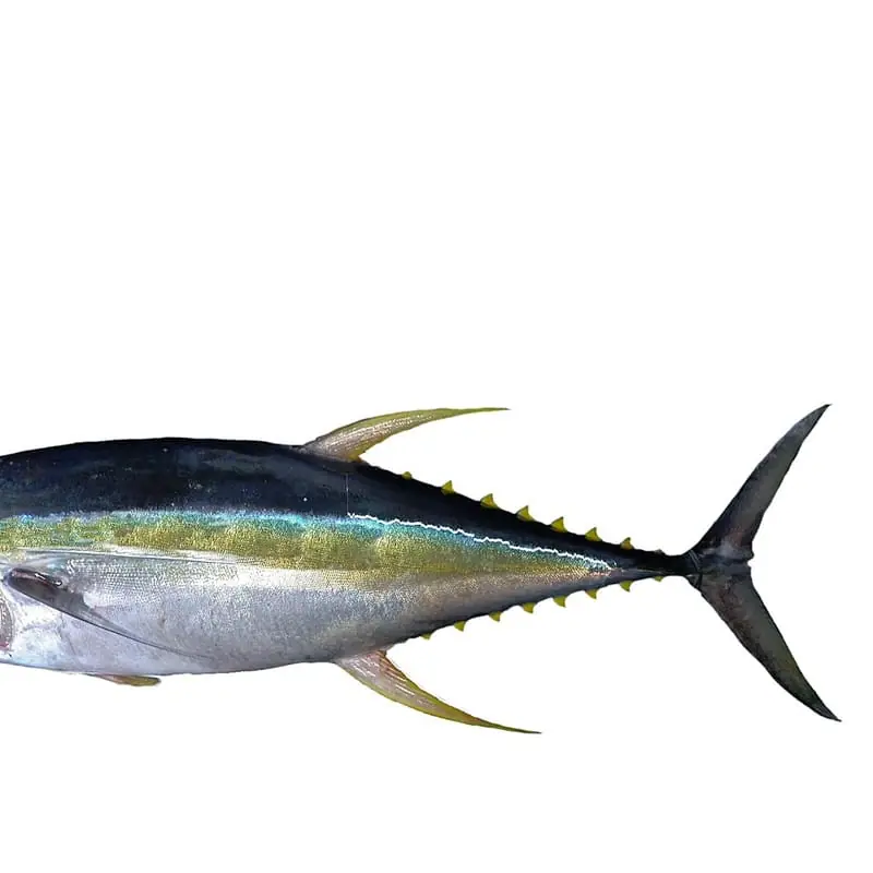 Cá ngừ đại dương nguyên con